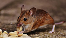 24 Hour & Emergency Exterminators in Surfside Beach, SC